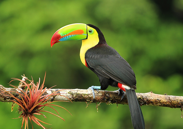 03_tucan